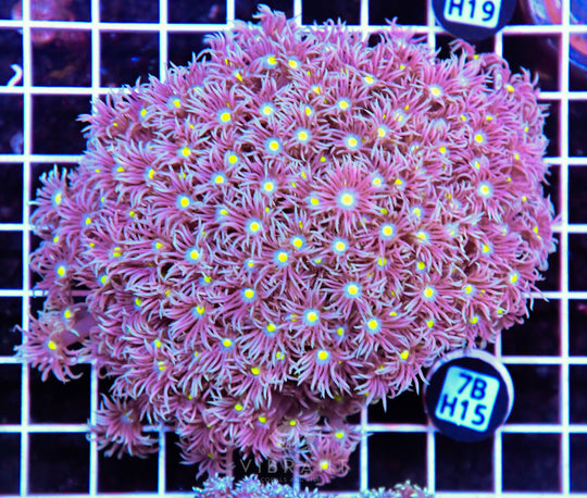 Goniopora WAUS – Matt's Corals
