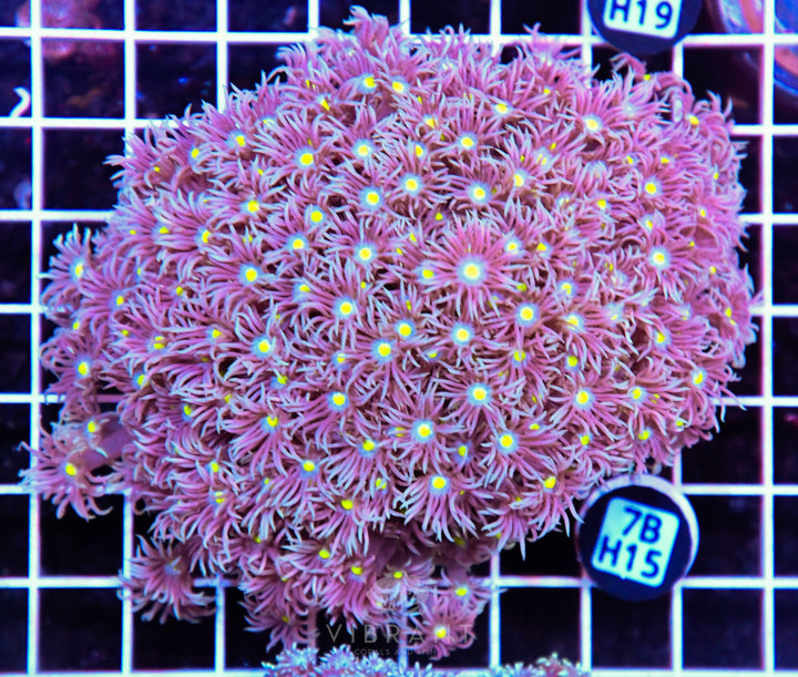 Goniopora WAUS – Matt's Corals