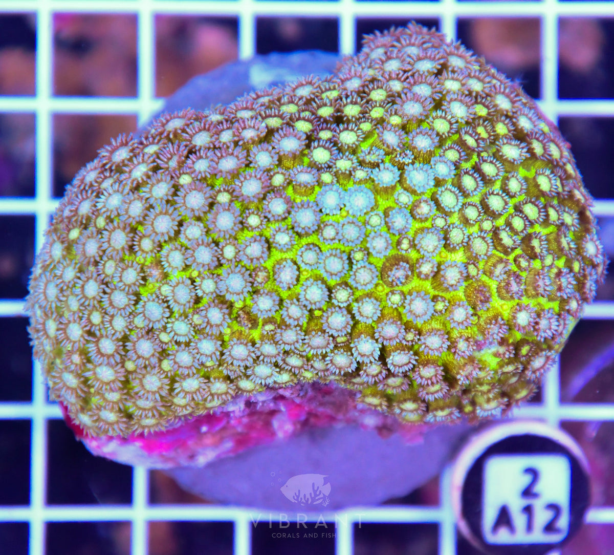 Goniopora INDO Glitter