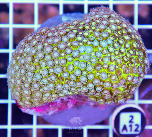 Goniopora INDO Glitter