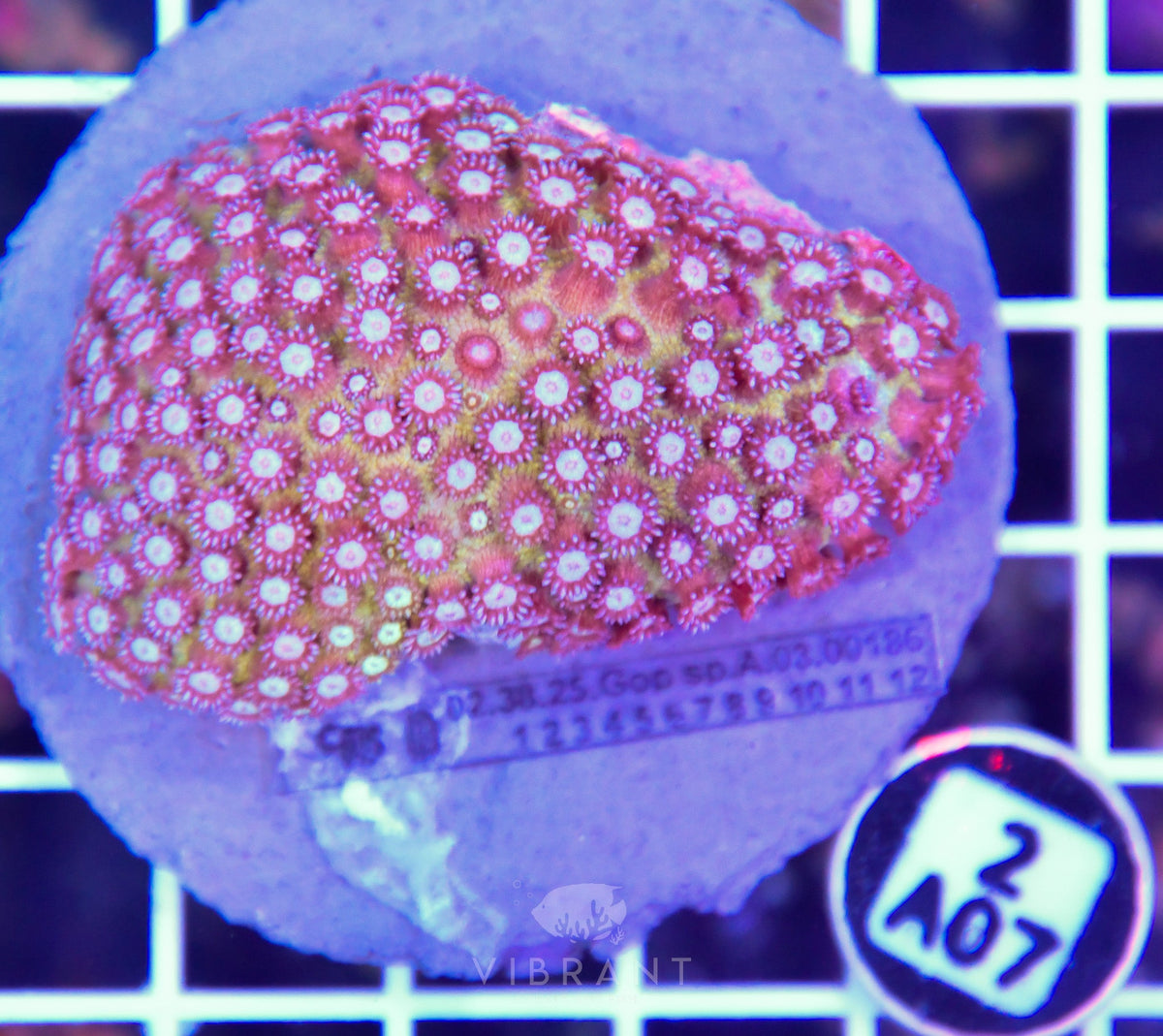 Goniopora INDO Glitter