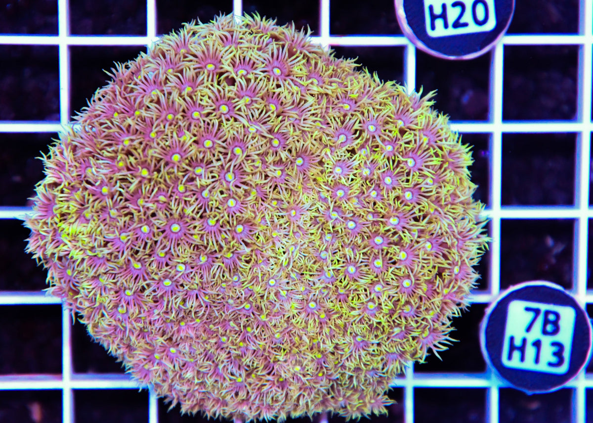 Goniopora WAUS