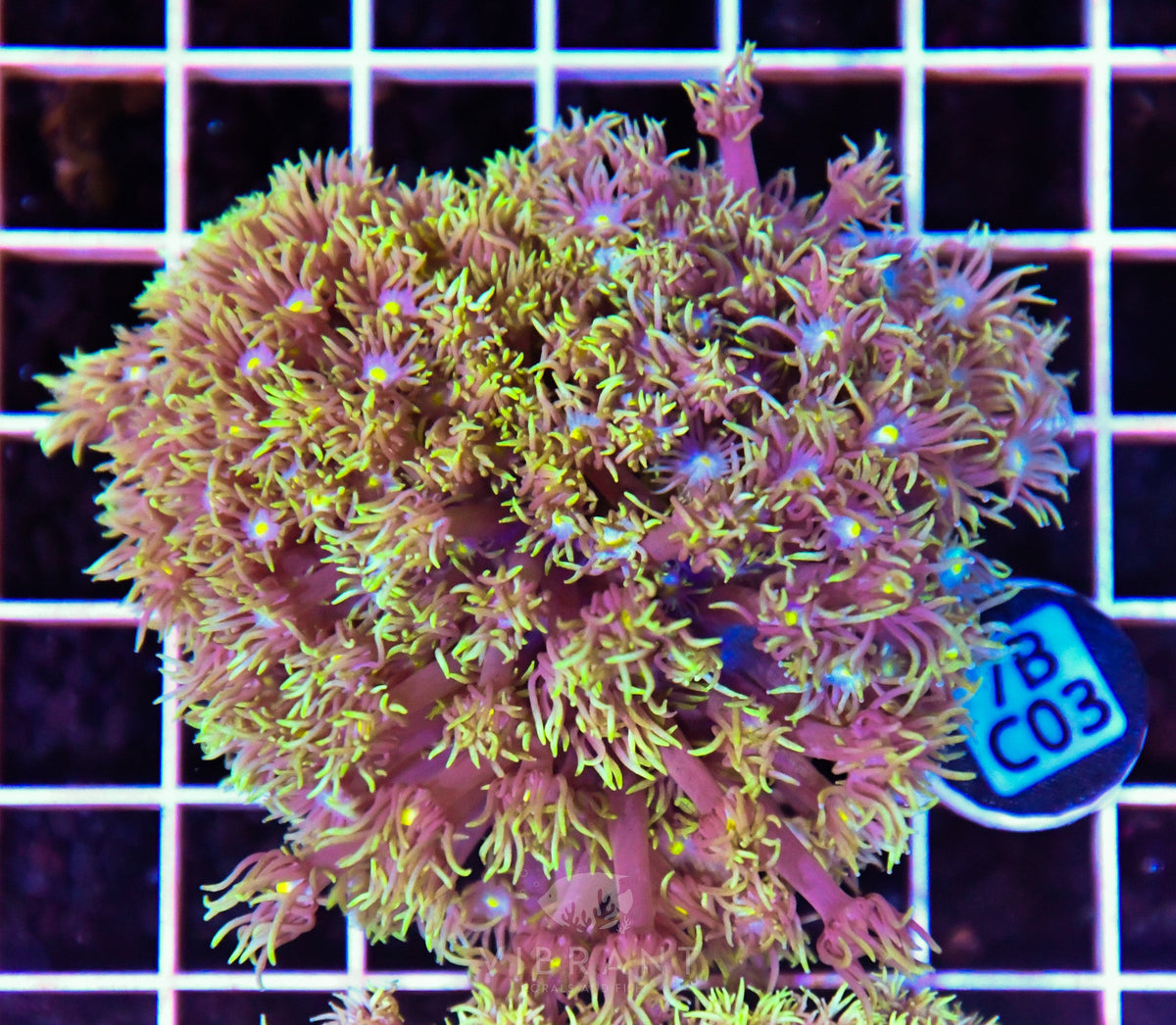 Goniopora WAUS