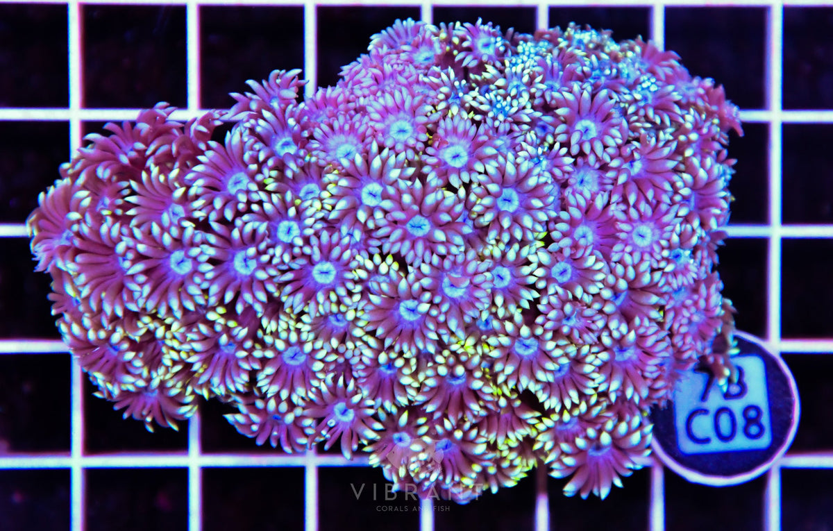 Goniopora WAUS