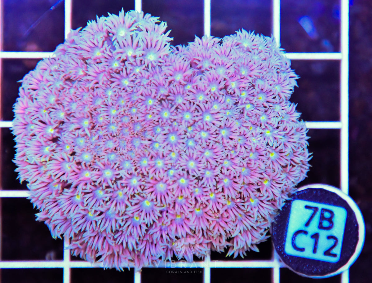 Goniopora WAUS