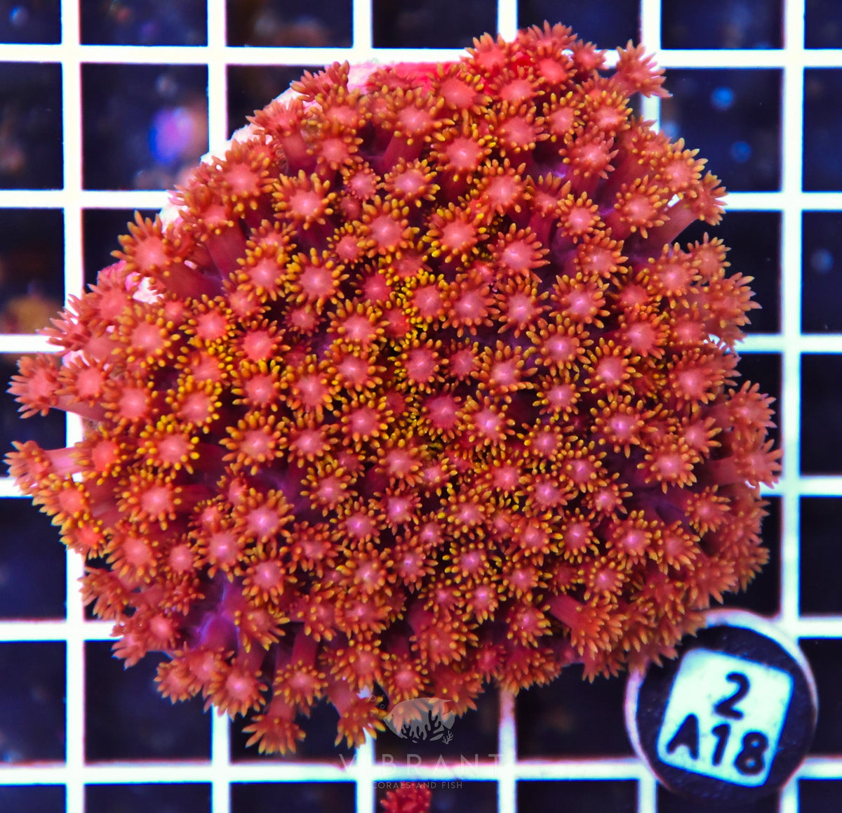 Goniopora INDO