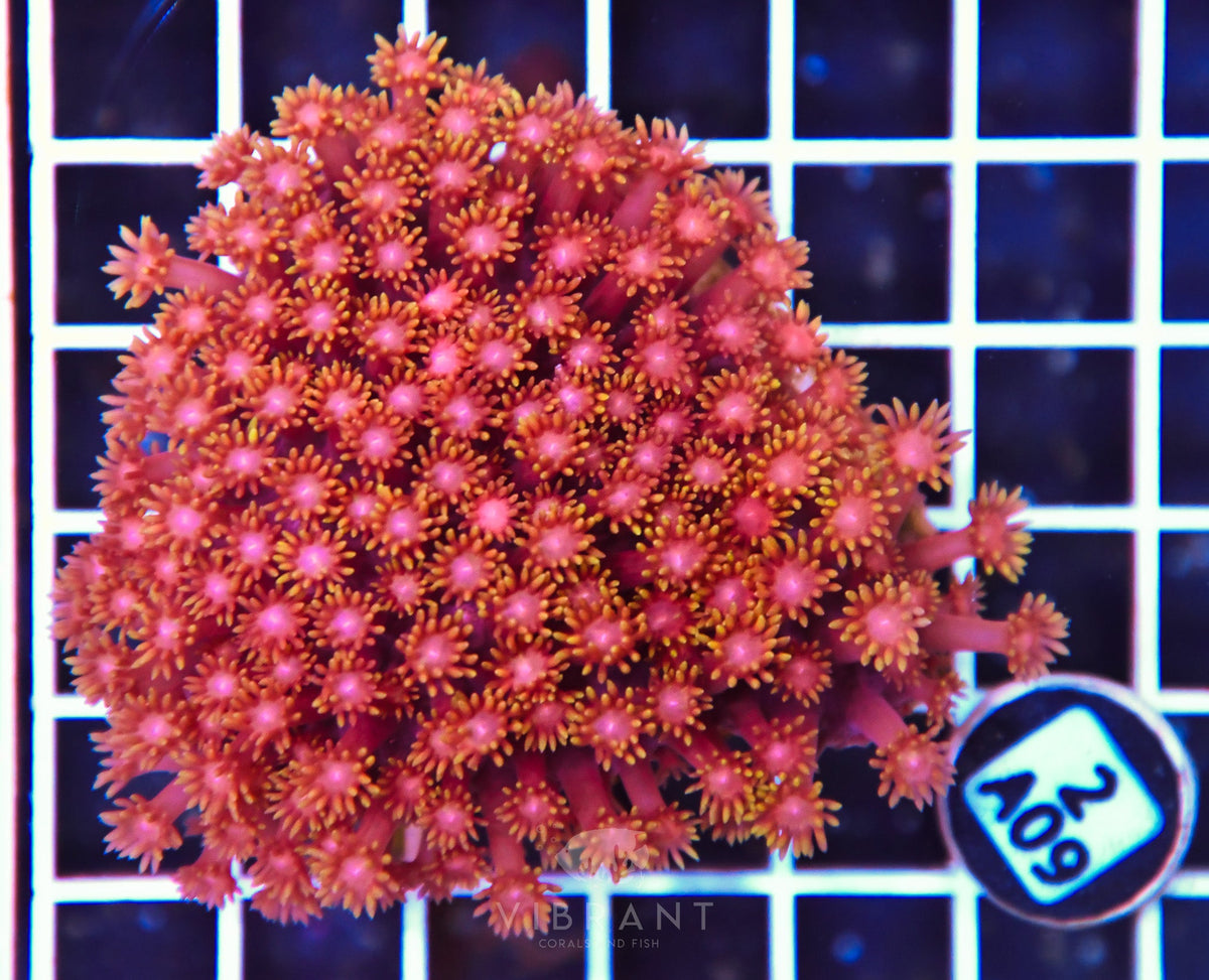 Goniopora INDO