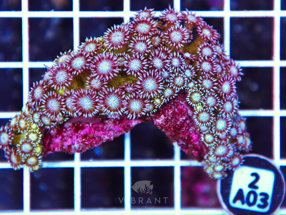 Goniopora GLITTER INDO
