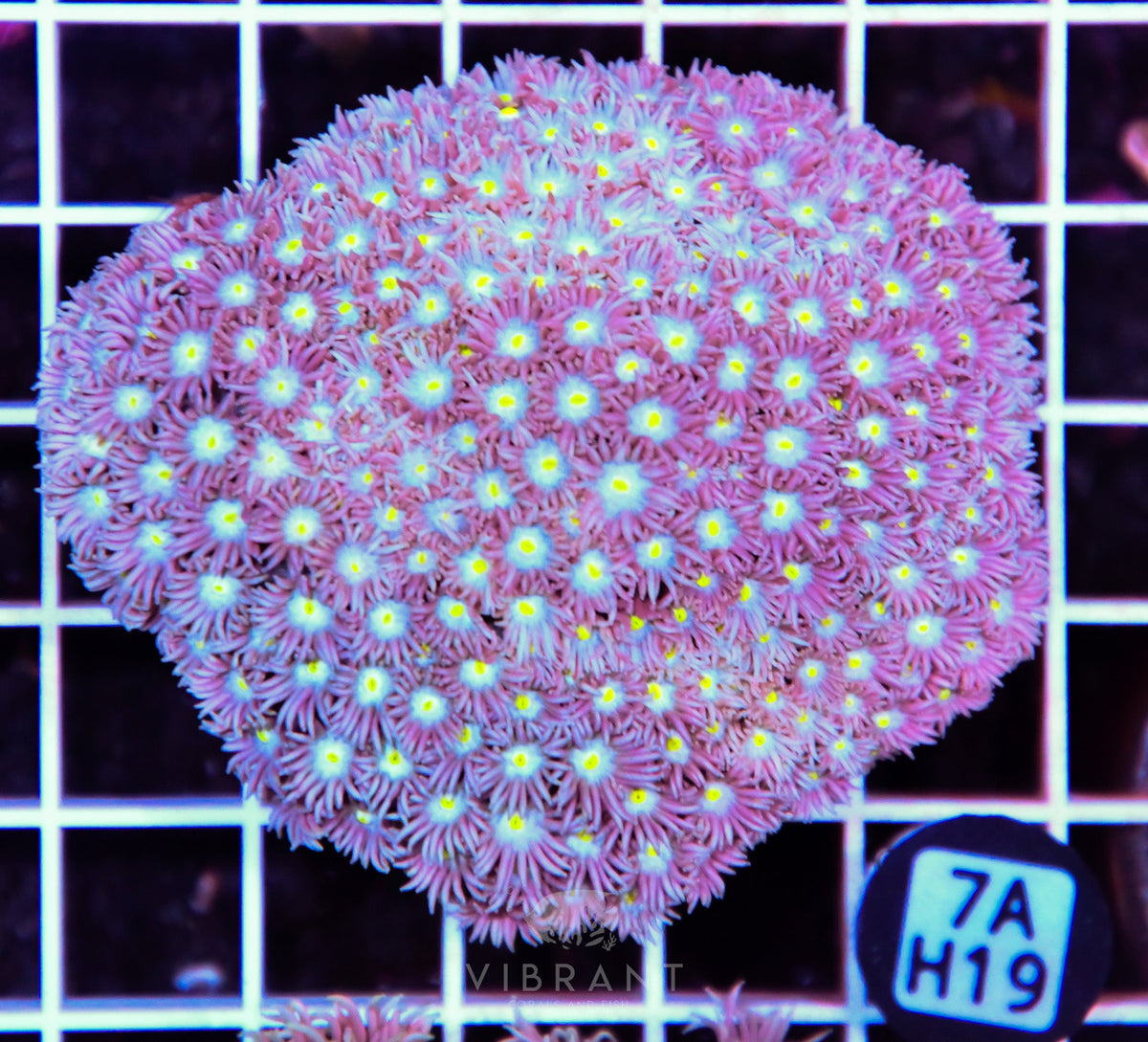 Goniopora WAUS