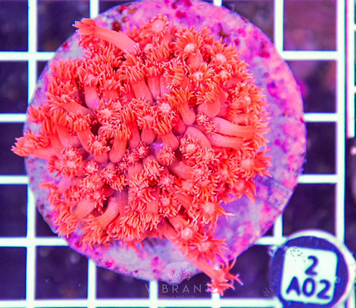 Goniopora INDO