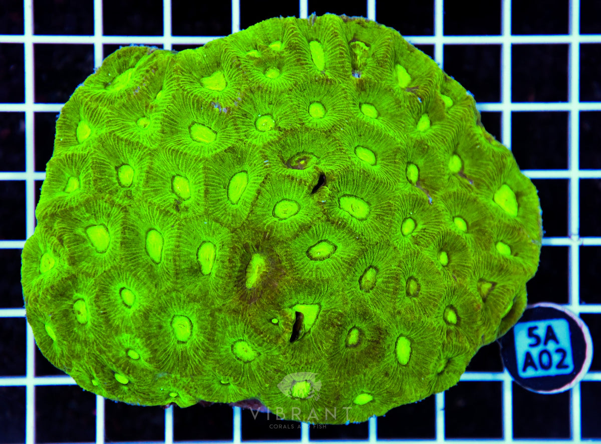 Goniastrea AUS