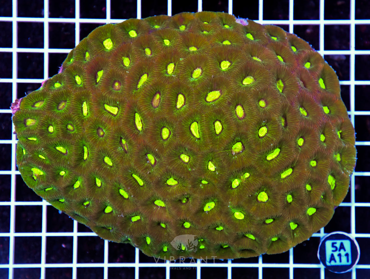 Goniastrea AUS