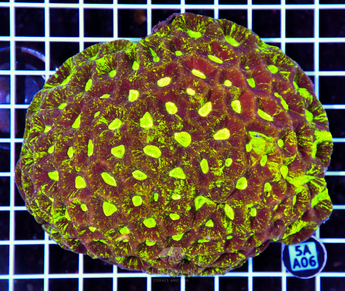 Goniastrea AUS
