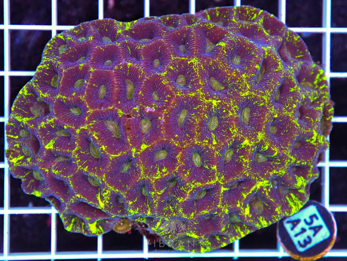 Goniastrea AUS