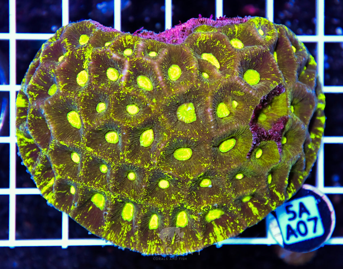 Goniastrea AUS