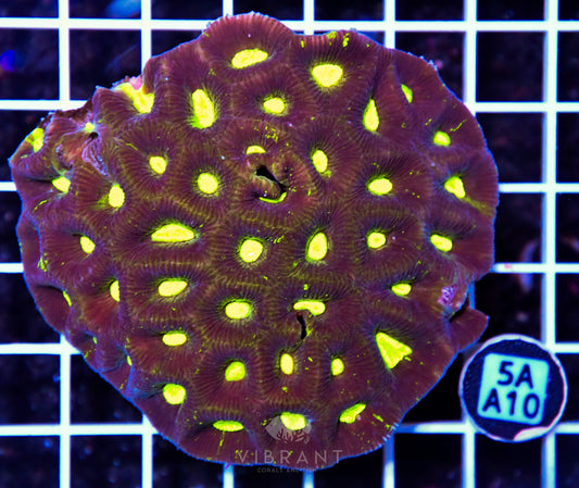 Goniastrea AUS