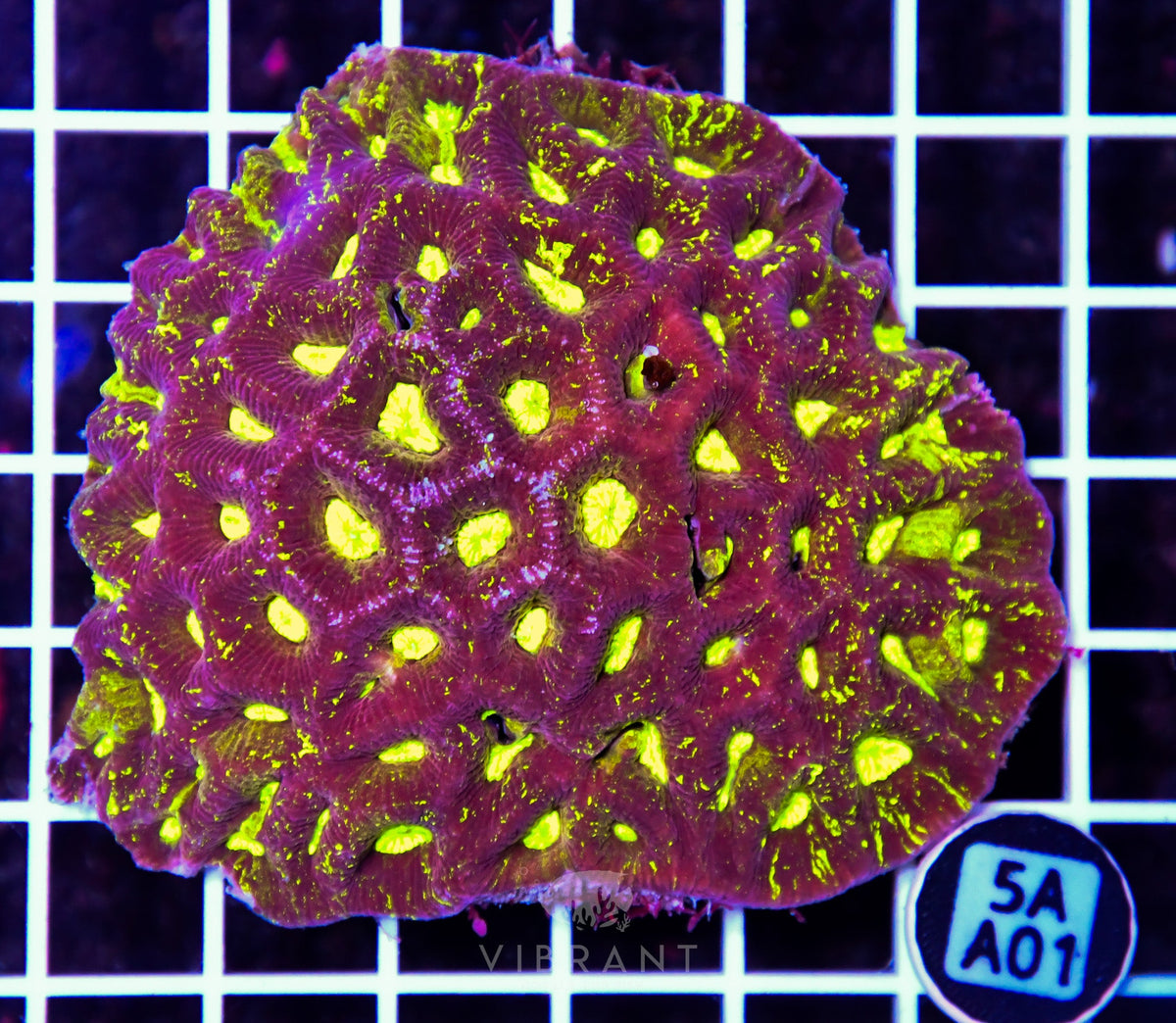 Goniastrea AUS