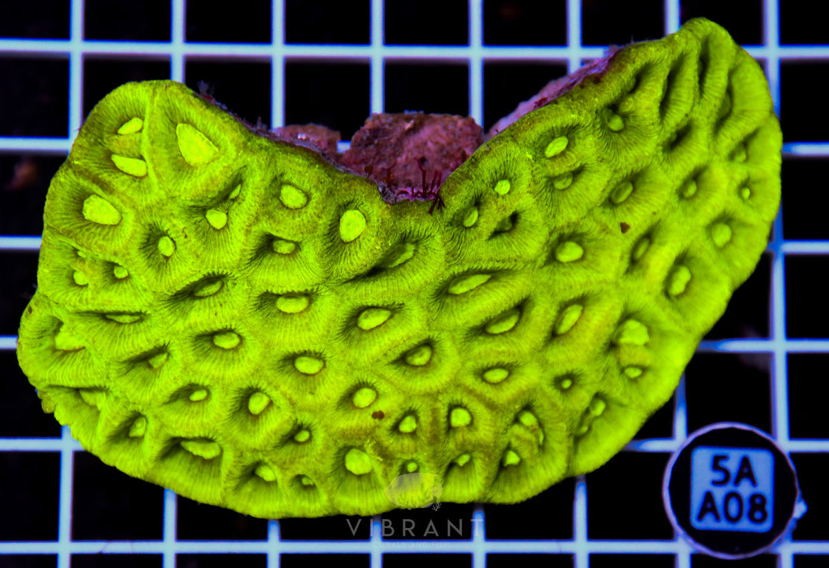 Goniastrea AUS