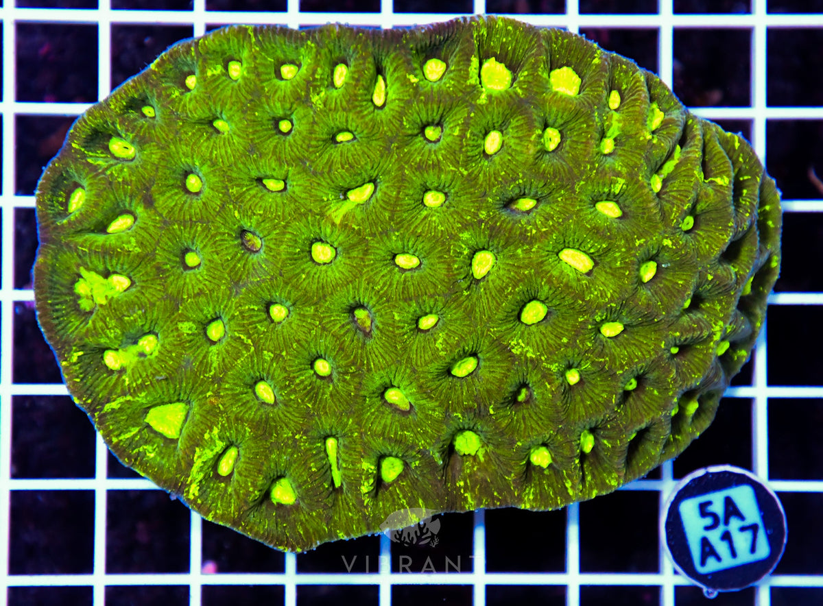 Goniastrea AUS