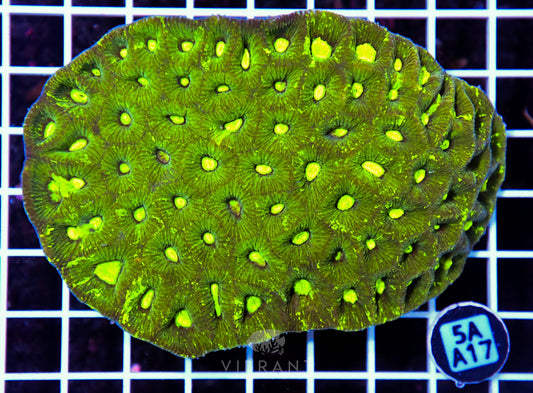 Goniastrea AUS