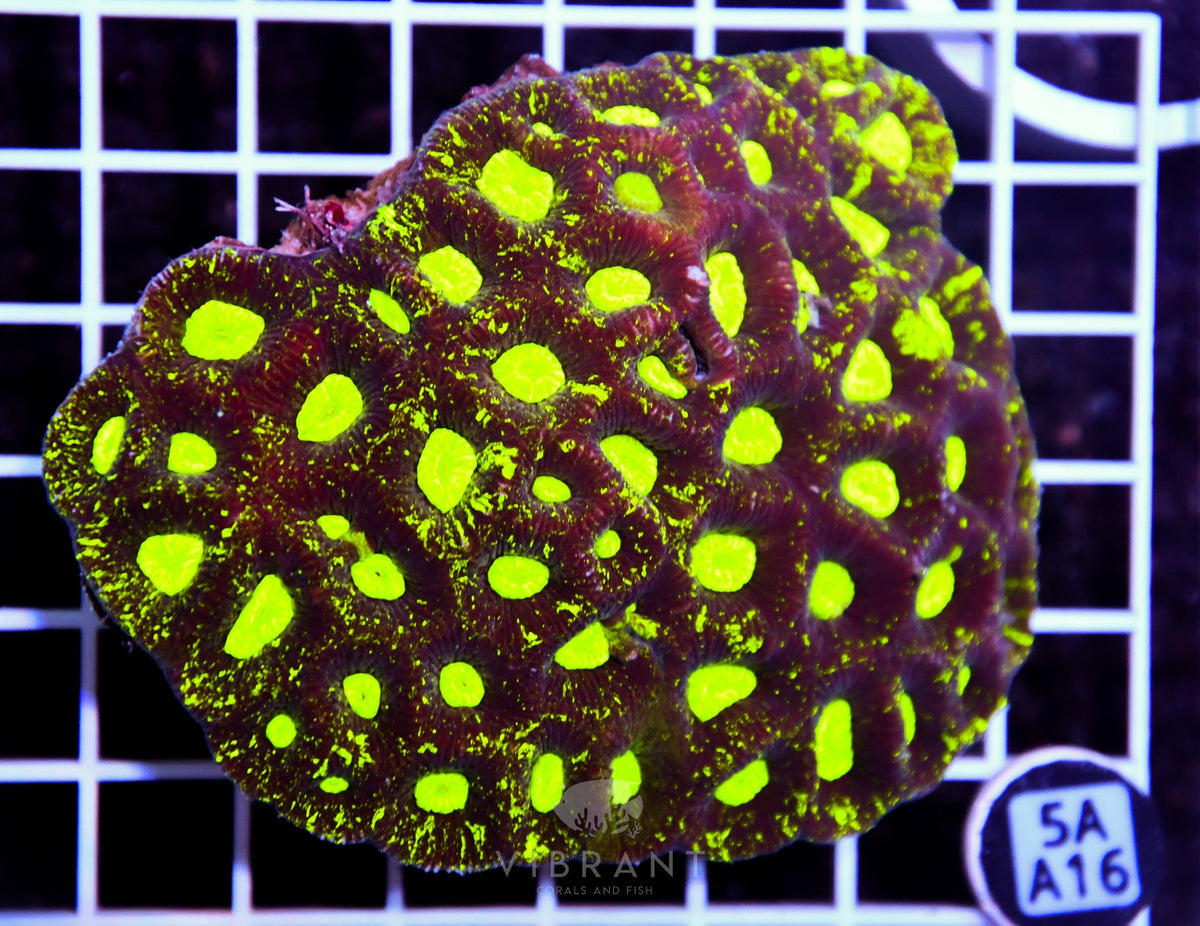 Goniastrea AUS