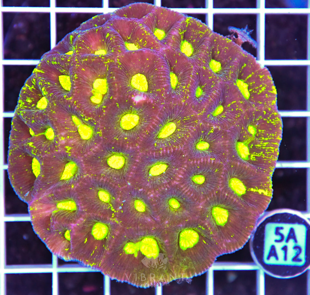 Goniastrea AUS