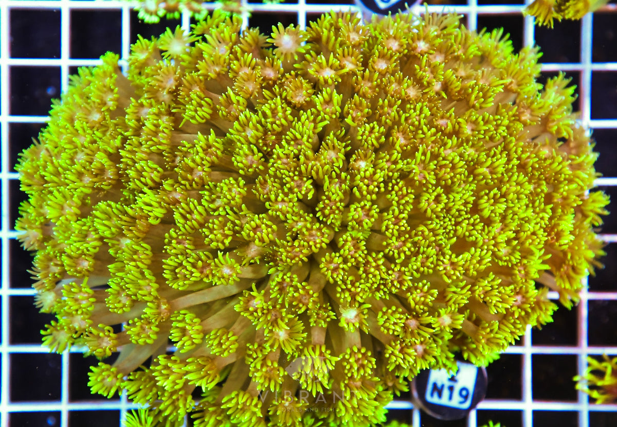 Goniopora AUS