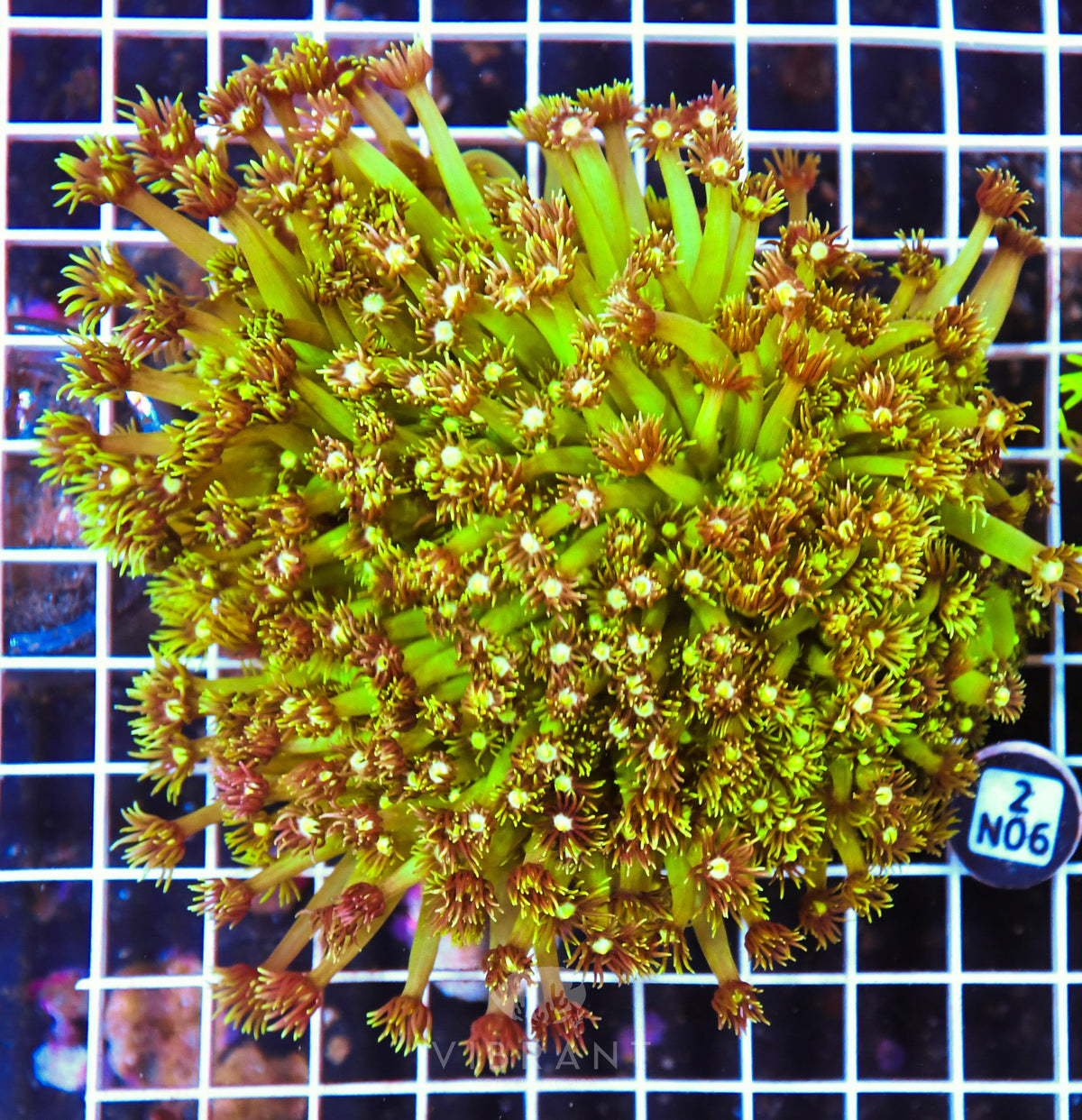 Goniopora AUS
