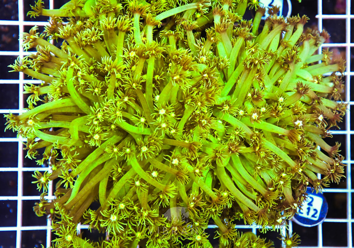 Goniopora AUS