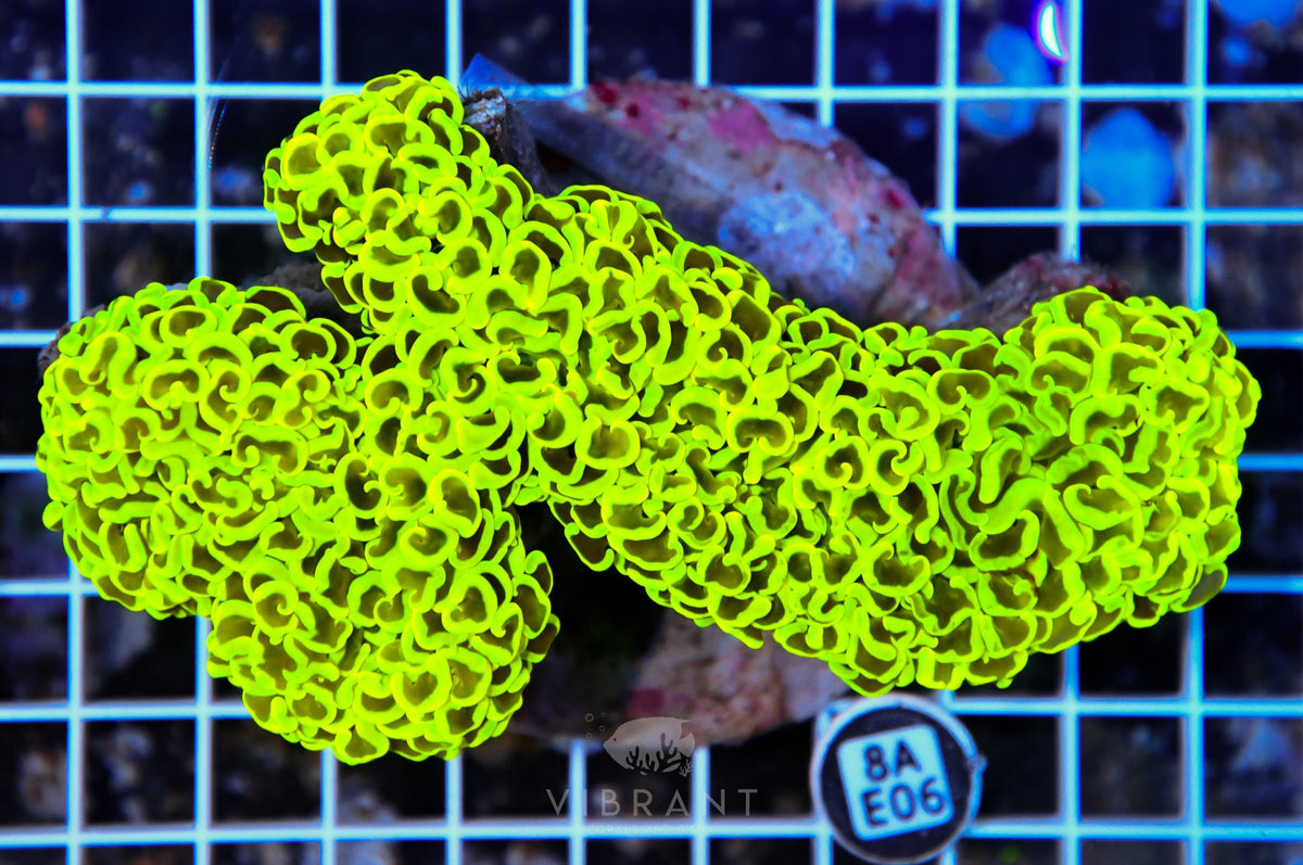 Hammer Wall INDO