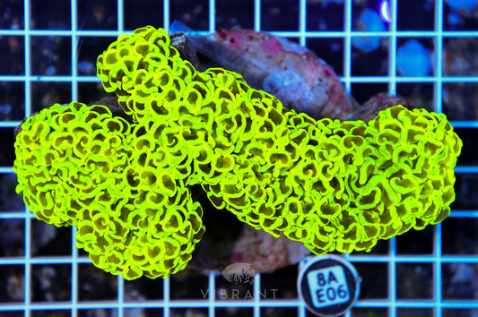 Hammer Wall INDO
