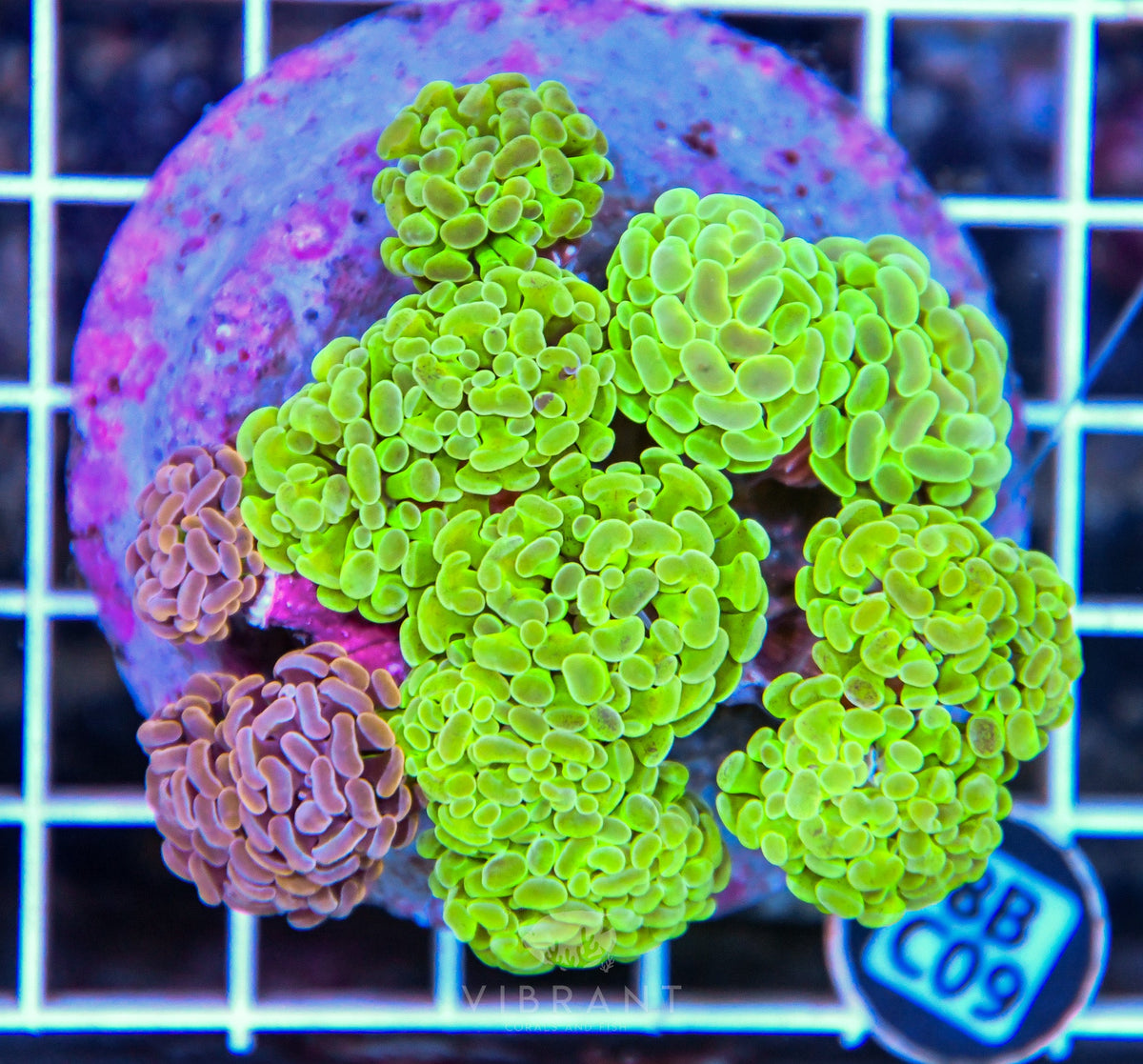 Hammer Branching INDO