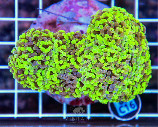 Hammer Branching INDO