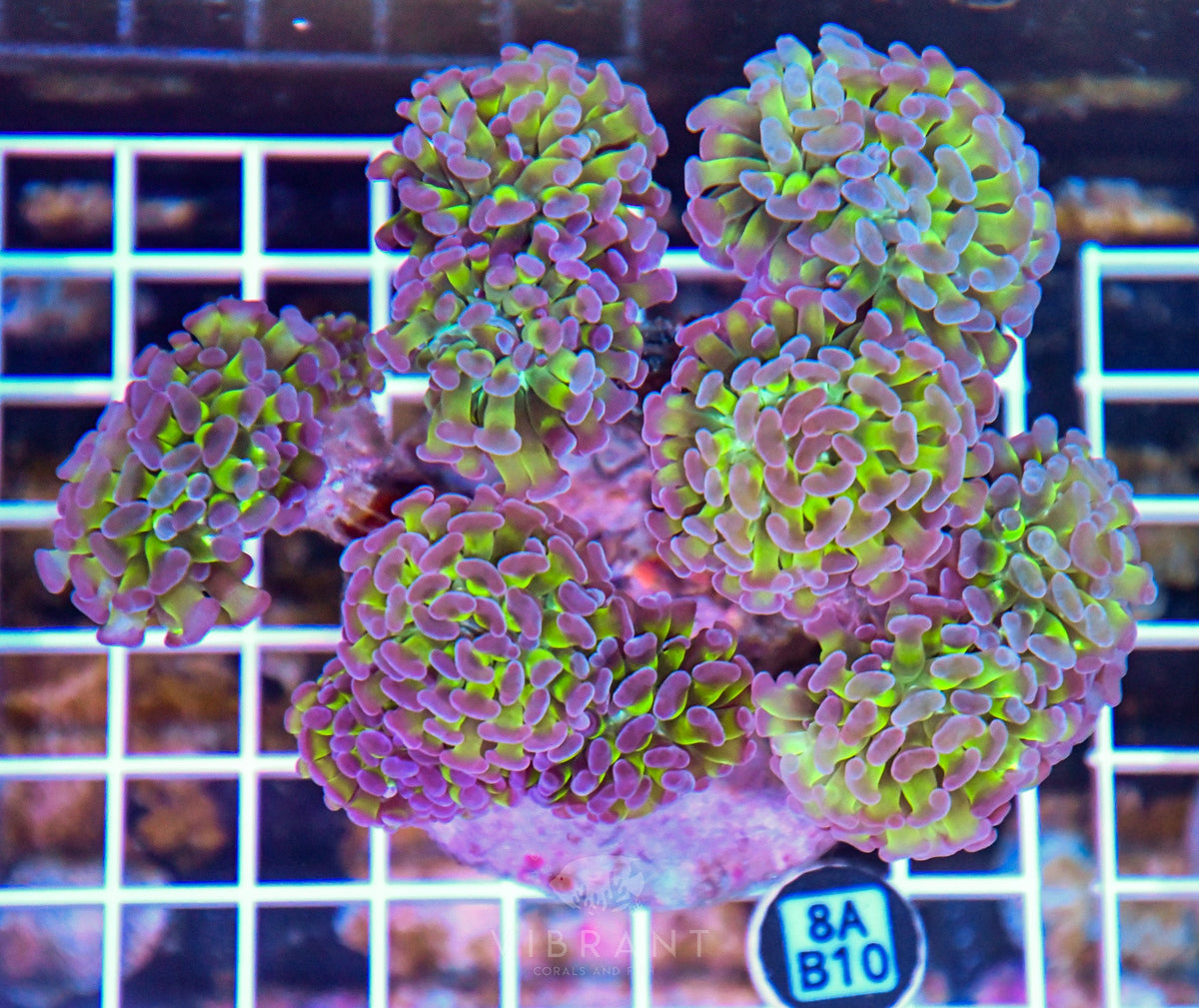 Hammer Branching INDO