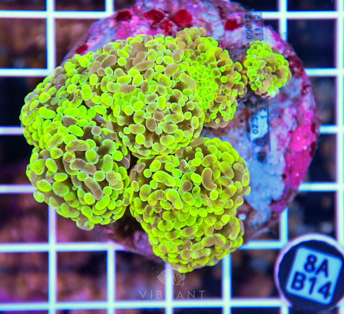 Hammer Branching INDO