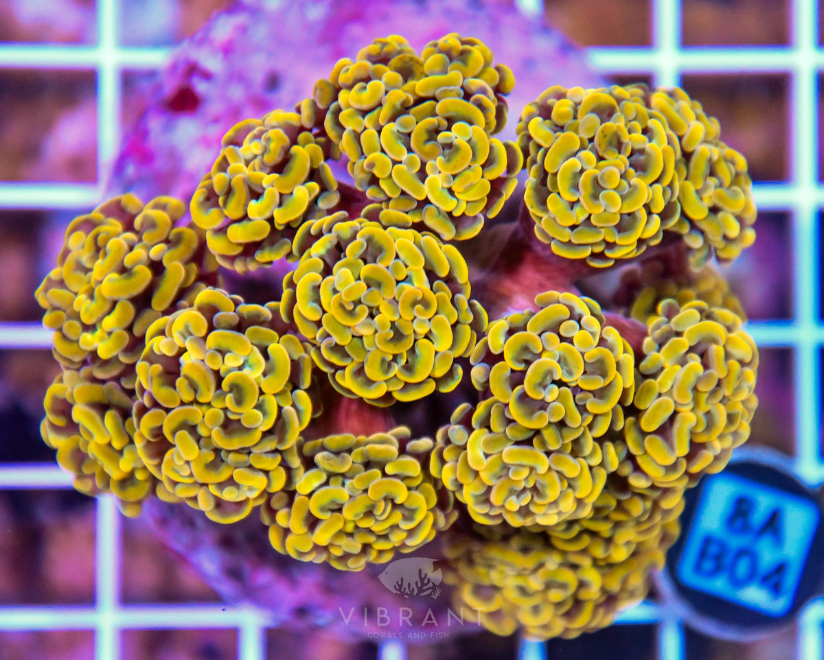 Hammer Branching INDO