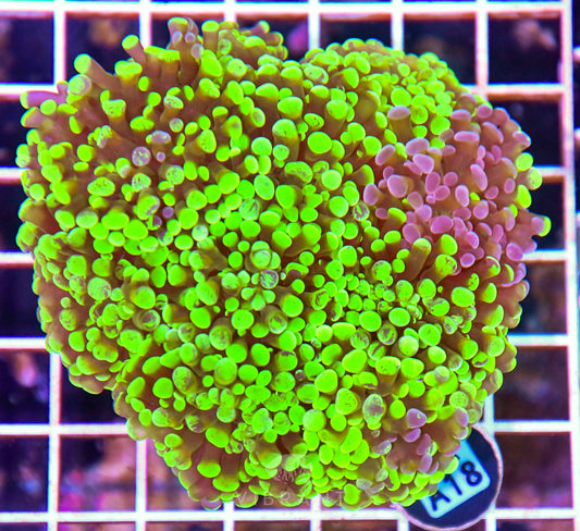 Hammer Branching INDO
