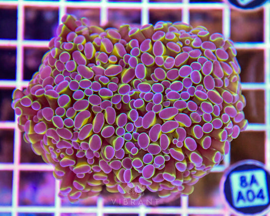 Hammer Branching INDO