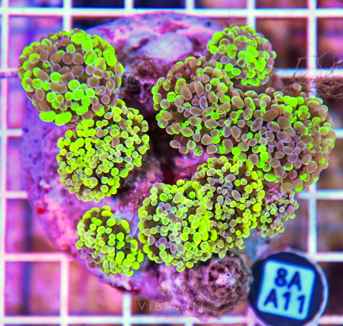 Hammer Branching INDO