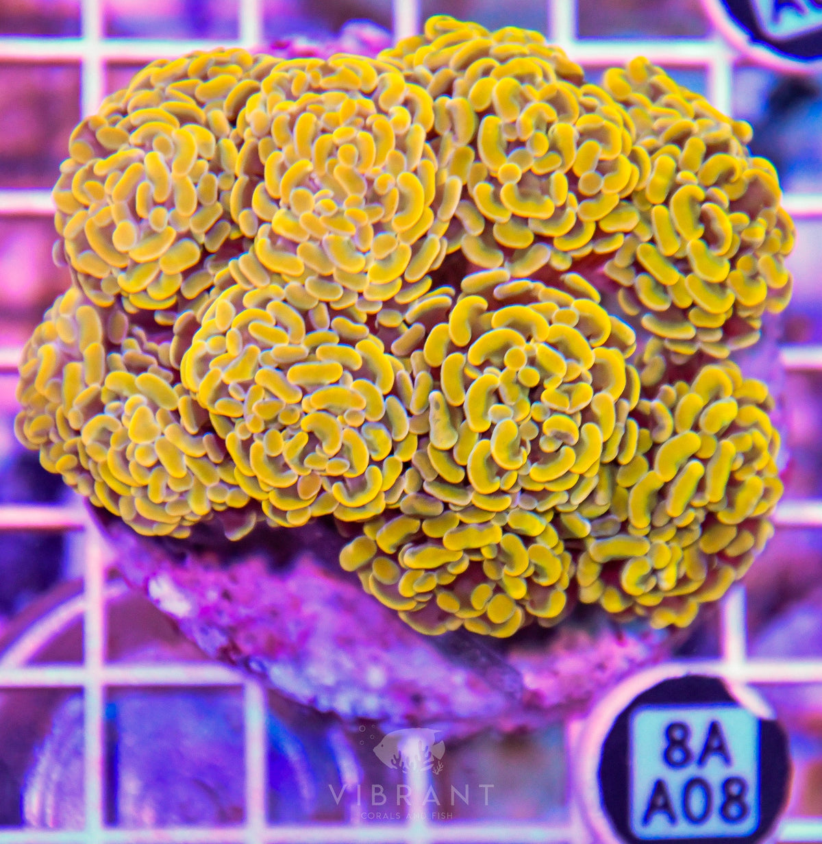 Hammer Branching INDO