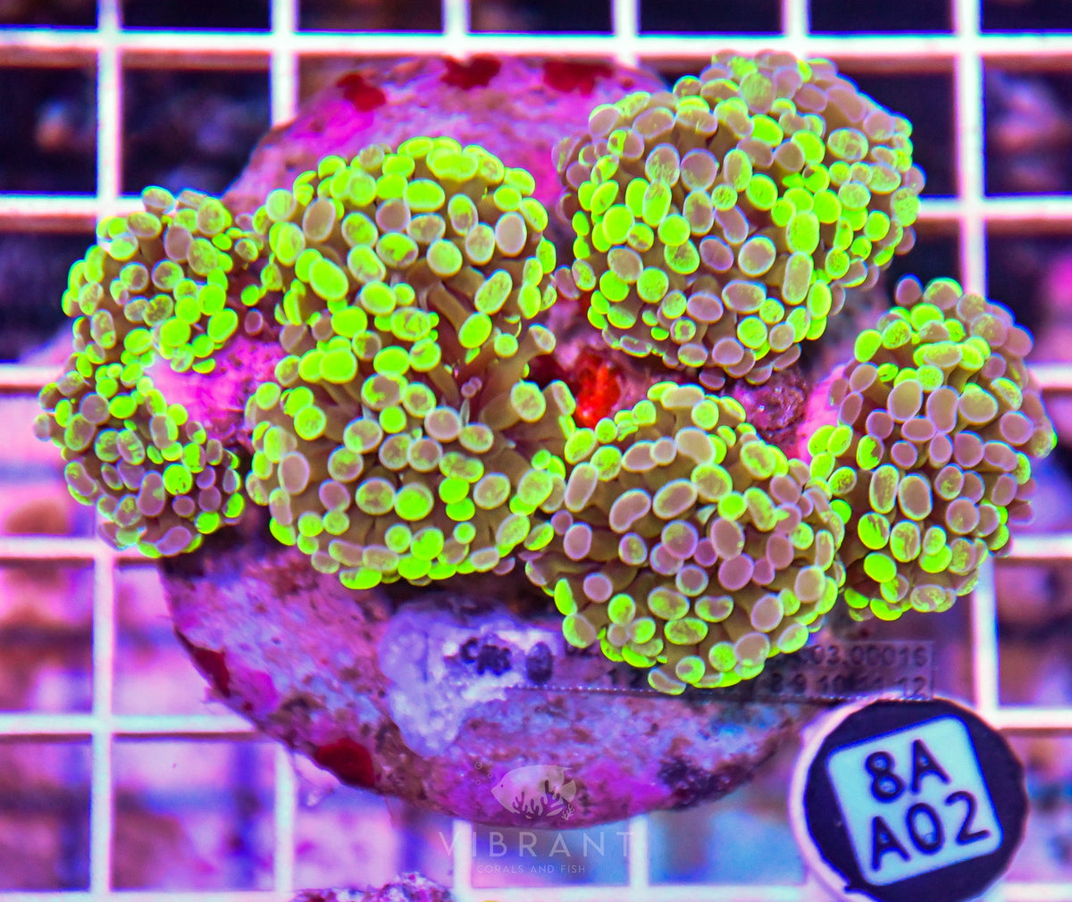 Hammer Branching INDO