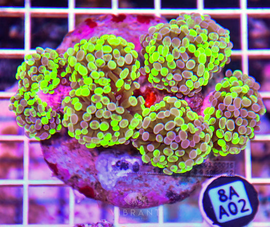 Hammer Branching INDO