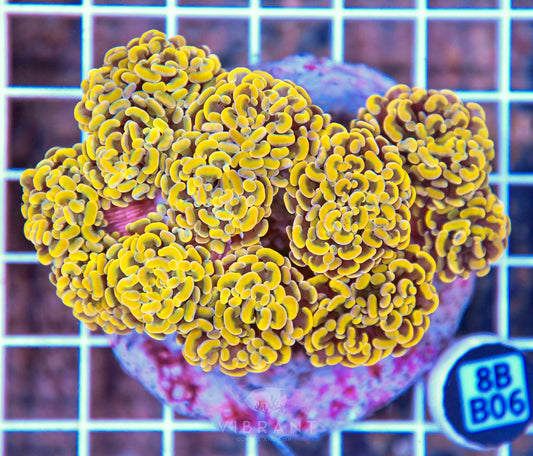 Hammer Branching INDO