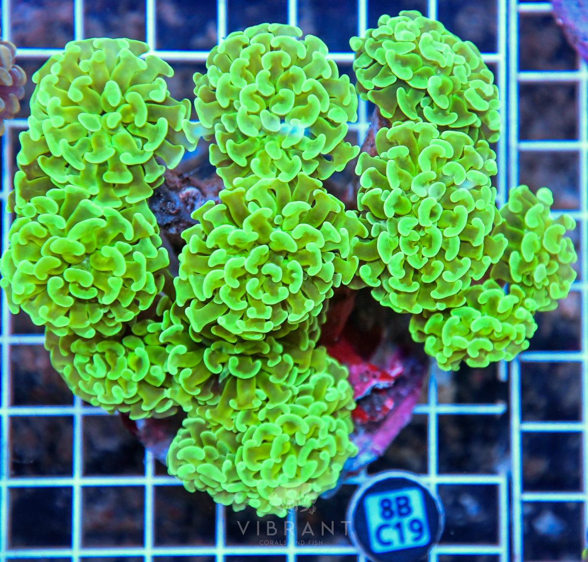 Hammer Branching INDO