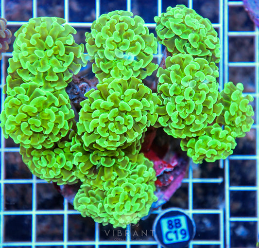 Hammer Branching INDO