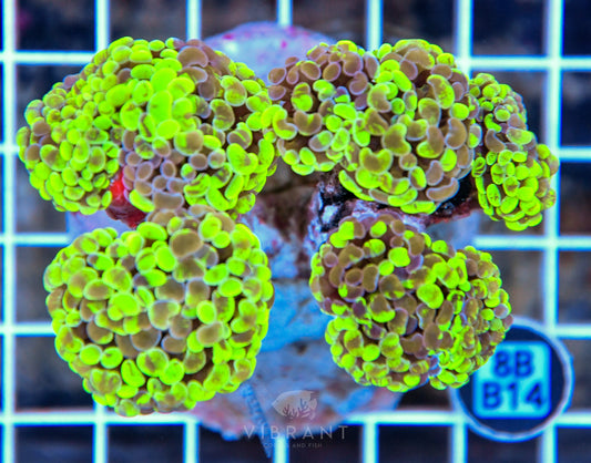 Hammer Branching INDO