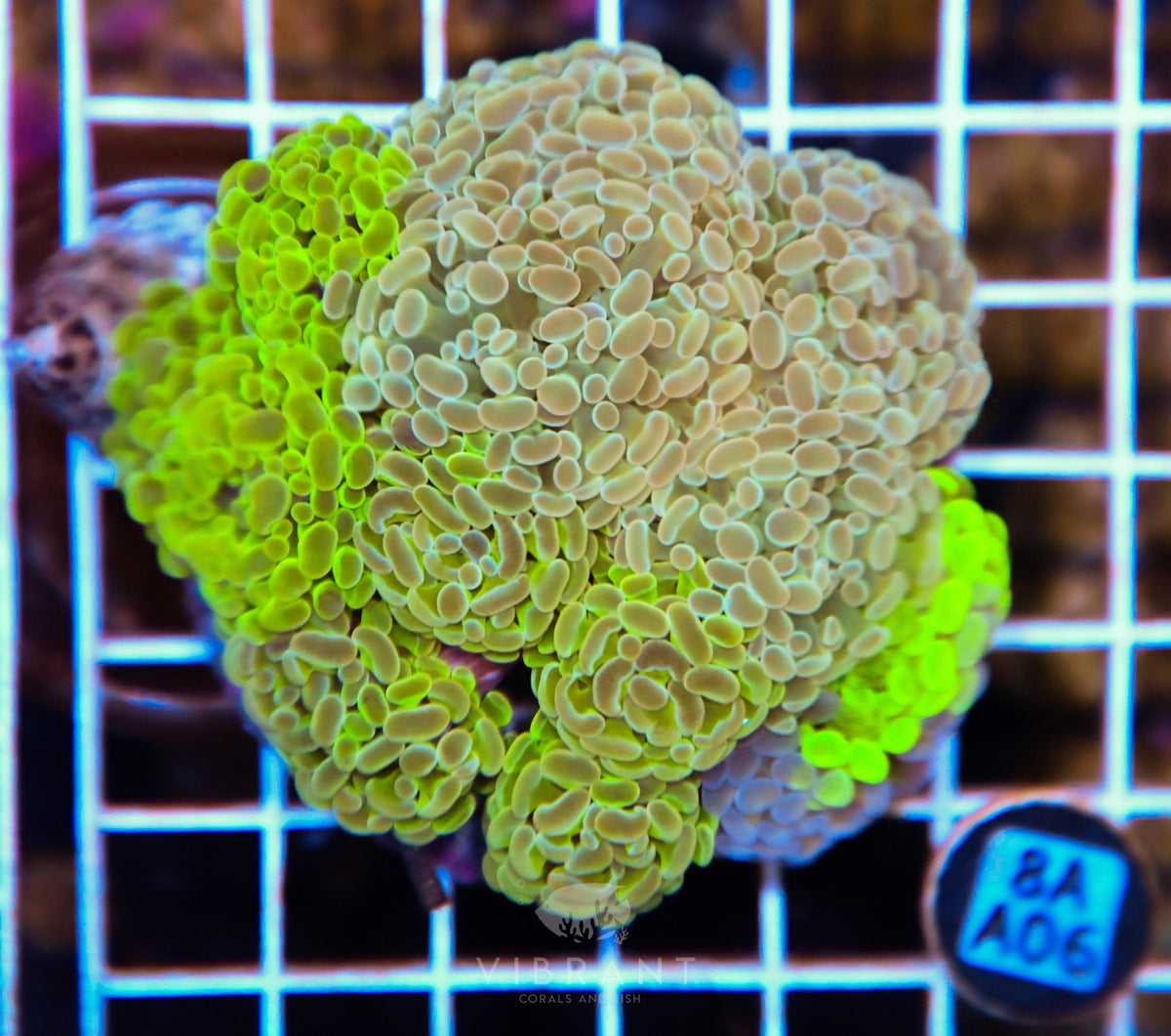 Hammer Branching INDO