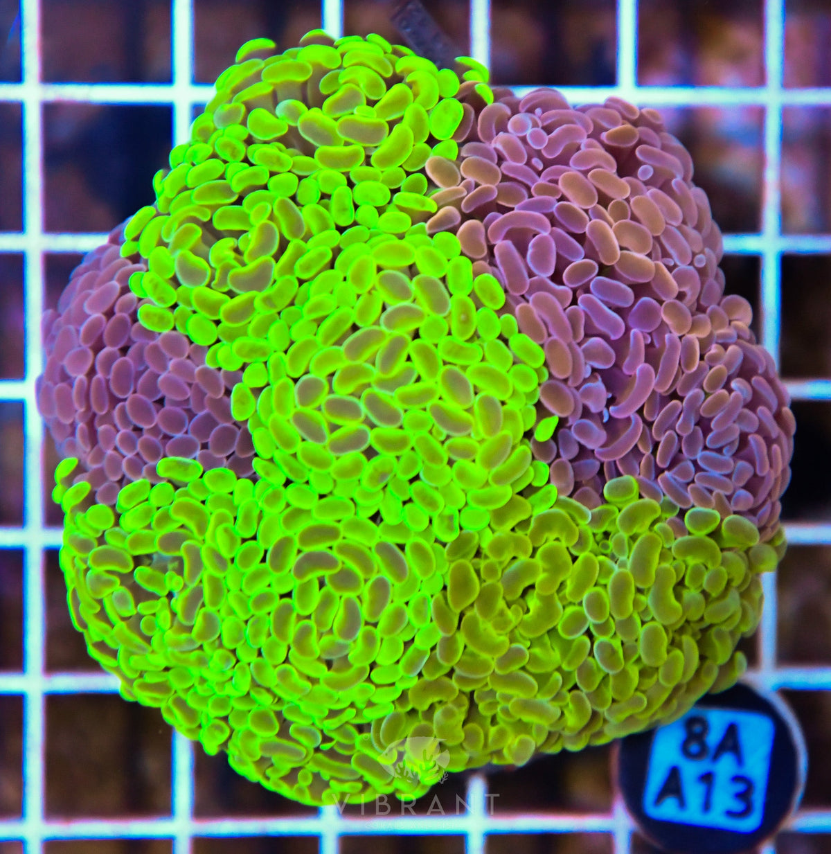 Hammer Branching INDO