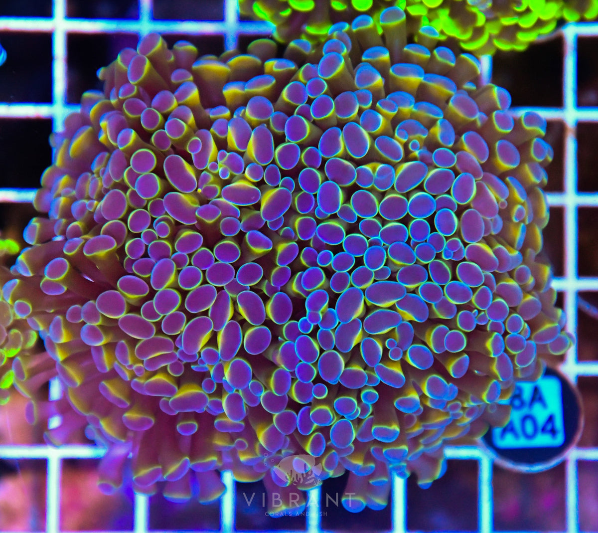 Hammer Branching INDO