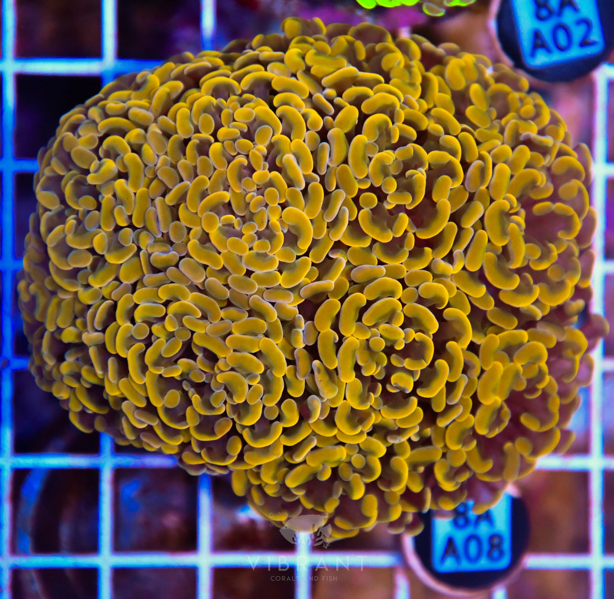 Hammer Branching INDO